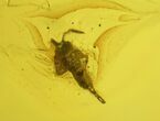 Detailed Fossil Spider and Springtail in Baltic Amber #139049-2